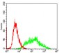 VIL1 Antibody